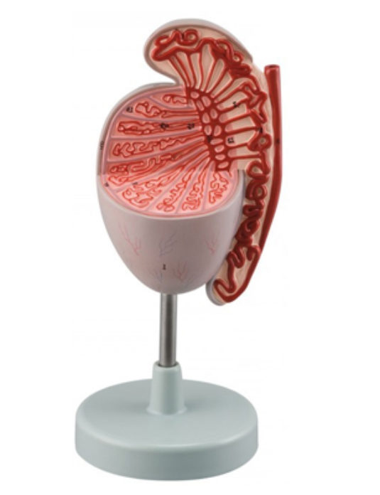 Testis-(3.5x-life-size)