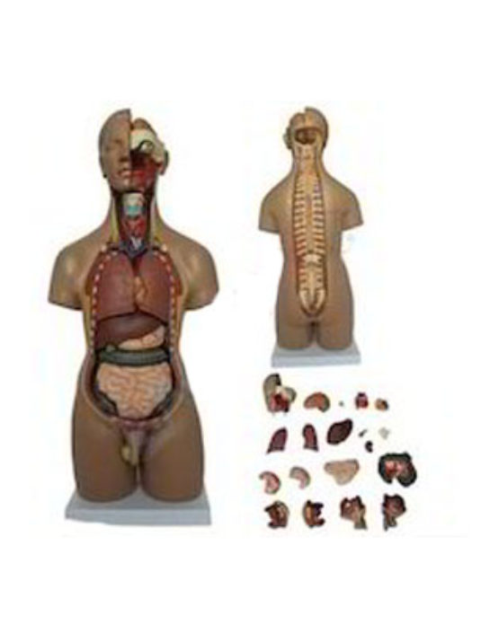 Unisex-Torso-20-Parts-Fibre