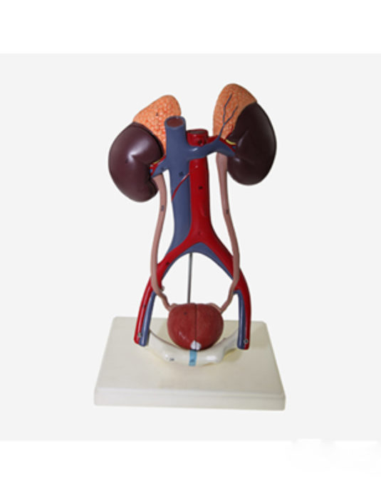 Urinary-System