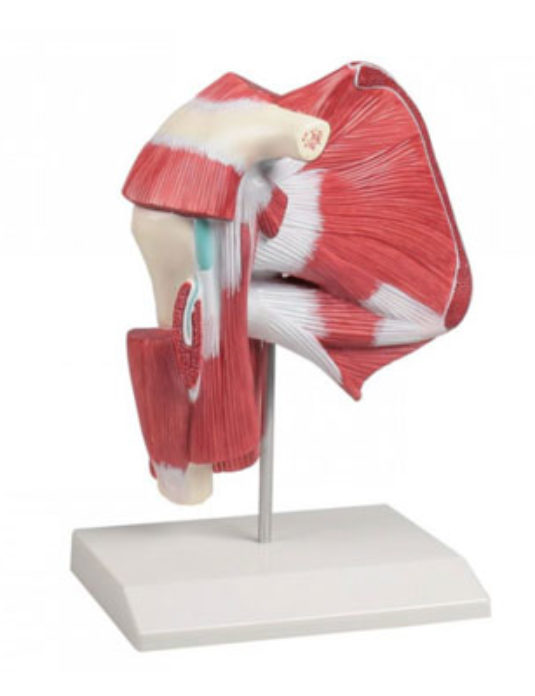 model-of-shoulder-with-deep-muscle